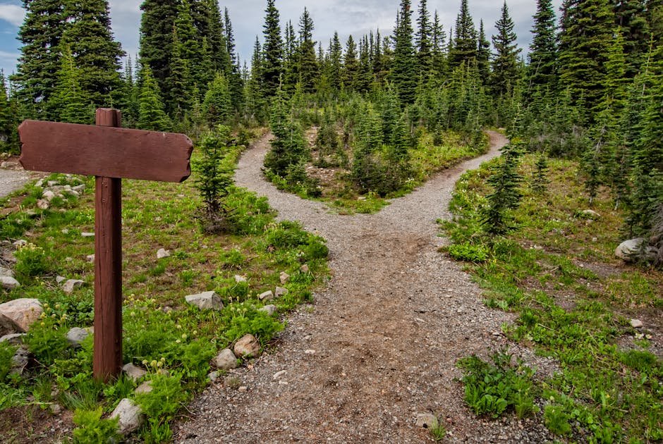 Explore a forked trail in Manning Park, BC amidst lush greenery and conifer trees. Perfect for nature walks.